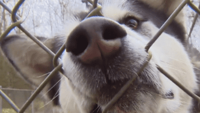 ‘tip Of The Iceberg’: Advocates Say Northern Manitoba Dog Cull Won’t Solve Problem