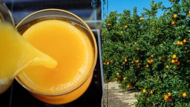 Most Of Florida's Orange Crop Washed Away By Hurricane Milton, Squeezing Industry At Height Of Harvest