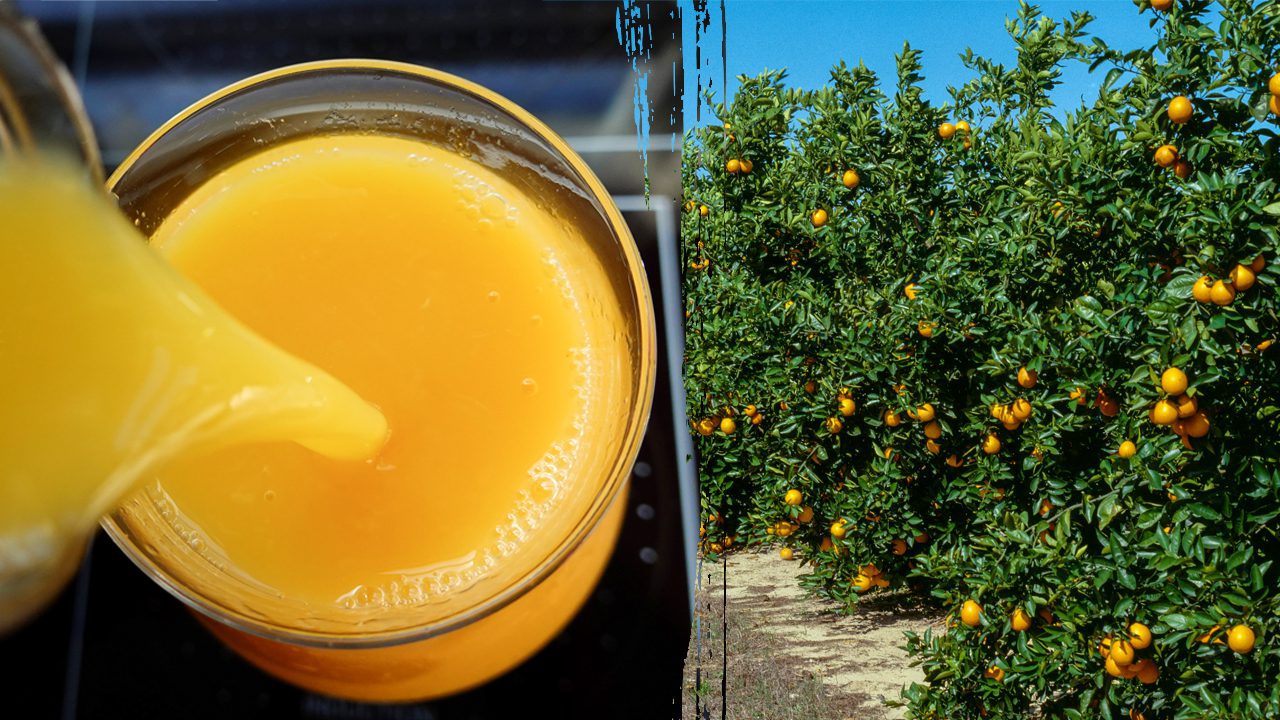 Most Of Florida's Orange Crop Washed Away By Hurricane Milton, Squeezing Industry At Height Of Harvest