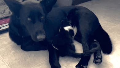 Manitoba Rescue Dog Lactates To Feed Orphaned Feral Kitten