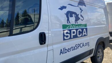 Alberta Spca Animal Care Costs Reach $1m In 2024