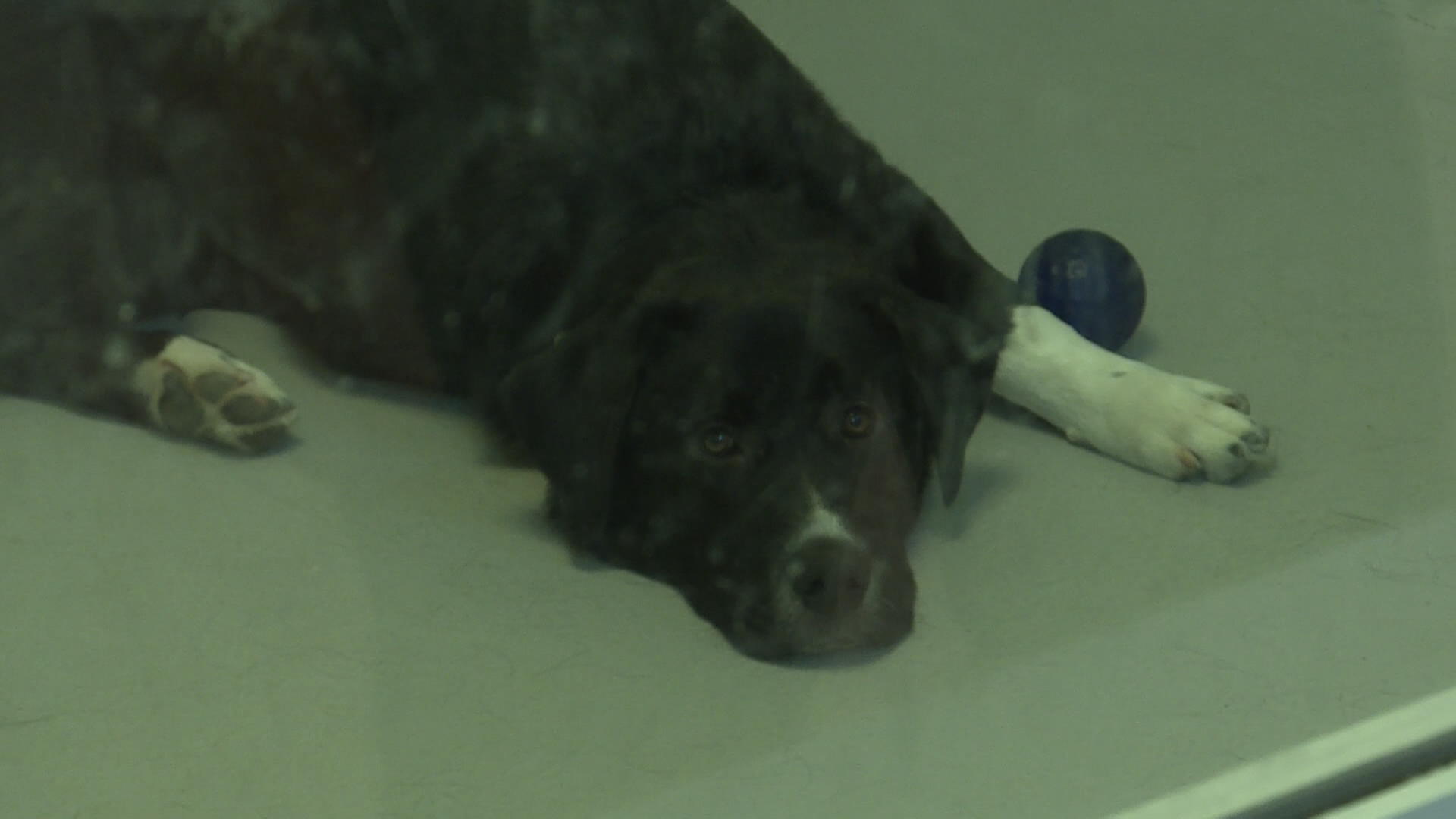 ‘heartbreaking’ Lack Of Pet Friendly Housing In Manitoba A Dire Situation, Advocates Say