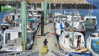 Commercial Fishers Seek $10 Million In Damages Against ‘illegal’ N.s. Lobster Buyers