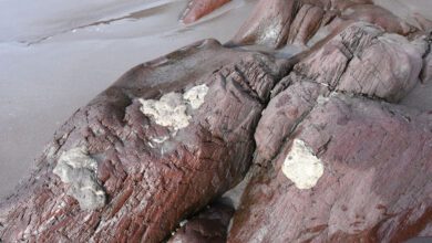Mysterious Beach Blobs In Newfoundland Identified. What Scientists Found