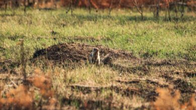 Man Shooting At Squirrel Just Missed Ontario Township Worker: Ministry