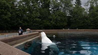 Marineland Beluga Whale Deaths Not Related To Water Quality: Province