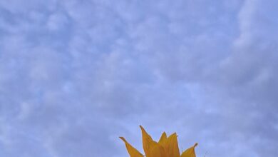 Your Saskatchewan Photo Of The Day: November 2024