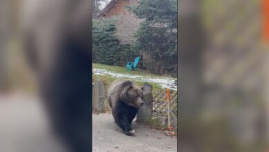 ‘the Boss’ Reminds Canmore Residents To Remain Bear Aware