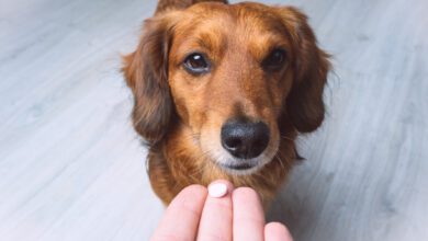 Puppers Drug Mart? Why Some Argue Pharmacies Should Hand Out Pet Meds