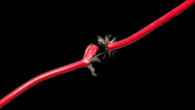 Wp header logo 34.png