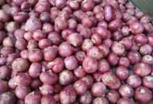 Large sacks and piles of onions at an Indian wholesale market