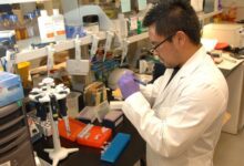 A medical laboratory scientist working with micropipettes at a laboratory bench