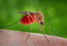 Culex quinquefasciatus mosquito feeding on human skin