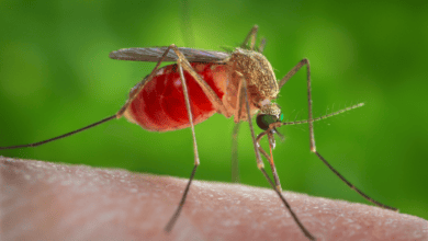 Culex quinquefasciatus mosquito feeding on human skin