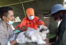 A De-suung volunteer vaccinates a dog during Bhutan national rabies-control programme