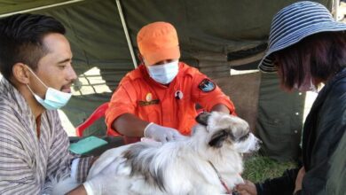 A De-suung volunteer vaccinates a dog during Bhutan national rabies-control programme