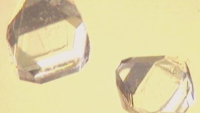 Xylitol crystals in an archive laboratory-style photograph